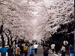 写真：道の両脇に桜が植えられて並木道になっている