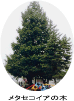 写真：メタセコイアの木