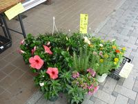 写真：花卉の販売