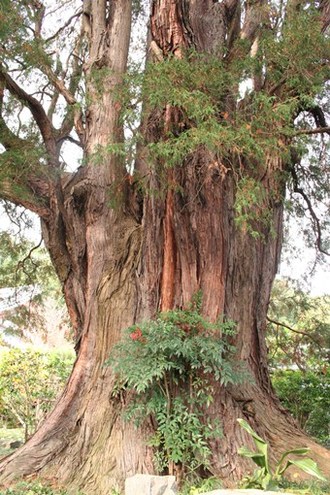 写真：太い幹からたくさん枝分かれしている様子