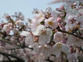 新里総合グラウンドの桜写真接写