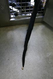 写真：尾が伸びる