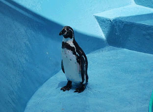 写真：ペンギンプール5