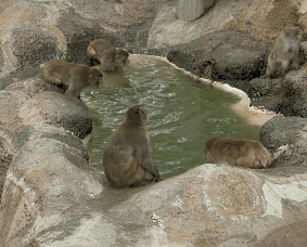 写真：サル山の池