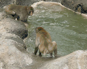 写真：サル山の池4