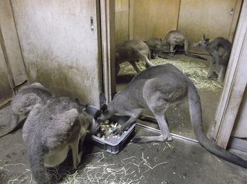 写真：エサを食べるカンガルーたち