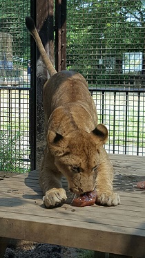 肉入り氷を食べるメスライオンのライラの写真