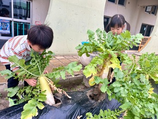 写真：大根を収穫する園児