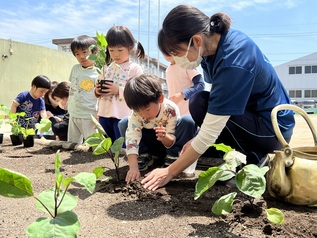 畑に野菜の苗を植える園児