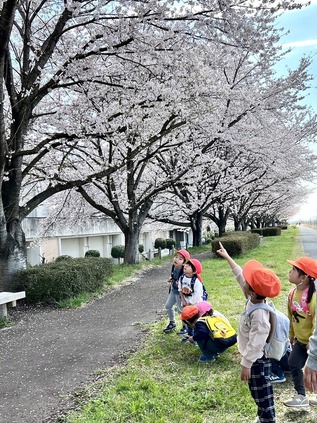 写真：散歩で桜を見る園児
