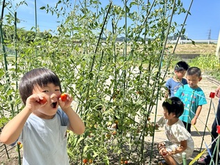 野菜の収穫をする園児
