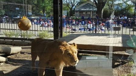広場の園児とライオンの写真