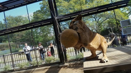ブイで遊ぶライオンの写真