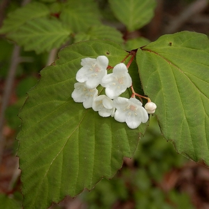 写真：白い花1
