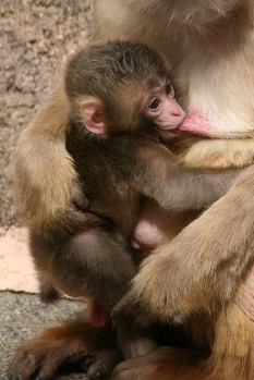 今年生まれた小猿の写真