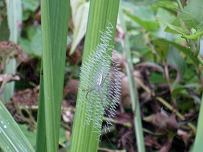 写真：蜘蛛の巣にジグザグの白い糸が張り巡らされている