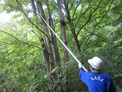 写真:枯れ枝を切り落とす中学生