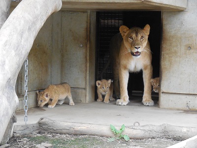 ライオンの赤ちゃんが初めて外に出た写真