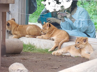 来園者の前にいる赤ちゃんライオンの写真