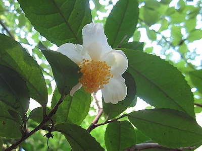 写真：白い花のチャノキ