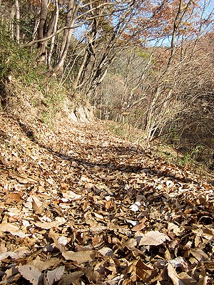写真：落ち葉が厚くつもる園路