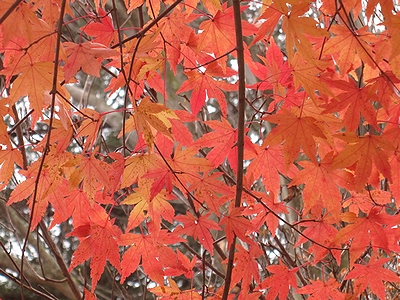 写真：紅葉のグラデーション