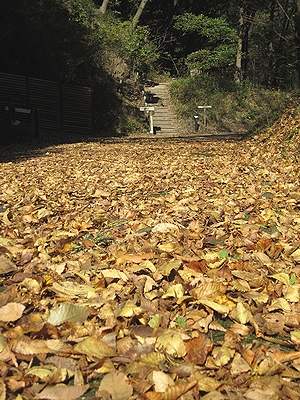 写真：落ち葉のじゅうたん