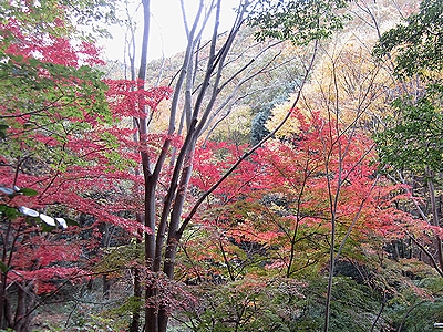 写真：森の中で赤く色づいたカエデ