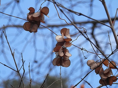 写真:うちわの様な形のヤマノイモの種