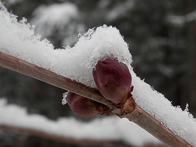 写真:ニワトコの冬芽