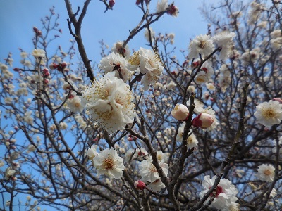 梅の花の写真