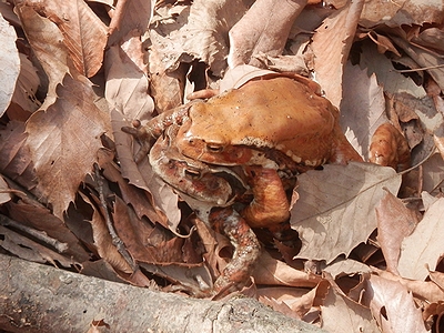 写真:枯葉の中、オスを背をって歩くメスのアズマヒキガエル