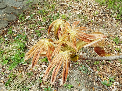 写真：冬芽からでてきたばかりの毛におおわれたトチノキの葉