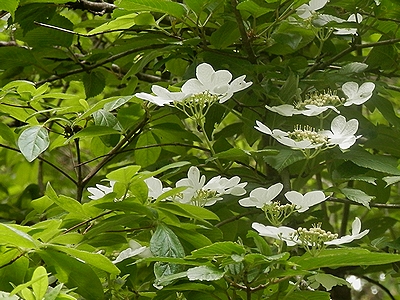 写真:ヤブデマリの白い花