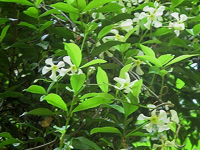 写真:プロペラんような白い花テイカカズラ