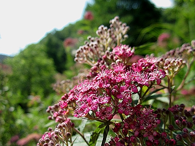 写真:ピンク色の小花が集まって咲くシモツケ