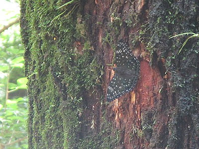 写真:樹液に集まるスミナガシ