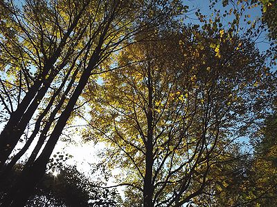 写真：葉の色が黄色くなったカツラの木