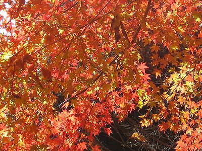 写真:木の下から見上げた紅葉