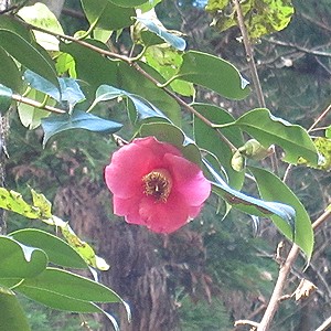 写真:赤花のヤブツバキ