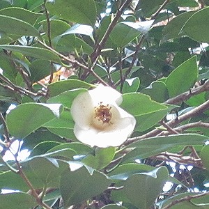 写真:白花のヤブツバキ