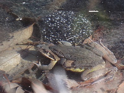 写真：ヤマアカガエルのメスにしがみついているオス