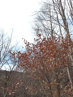 写真：冬にも茶色い葉を落とさないヤマコウバシ