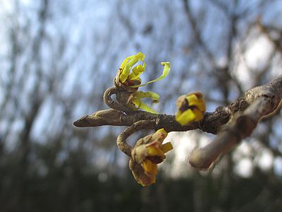 写真：リボンのような黄色い花びらを伸ばしたマンサクの花