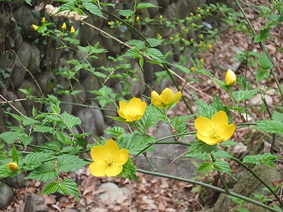 写真：ヤマブキの黄色い花