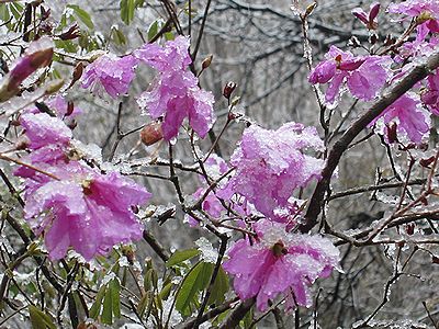 写真：重そうに、みぞれ状の雪が積もるミツバツツジの花
