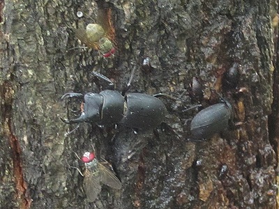 写真：樹液に寄るスジクワガタのオスとメス