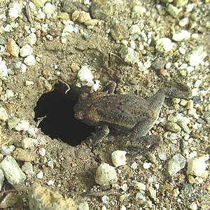 写真:穴をのぞく幼体のアズマヒキガエル