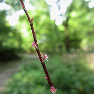写真:穂の長いミズヒキの花