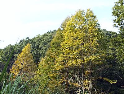 写真:黄葉したカツラの木